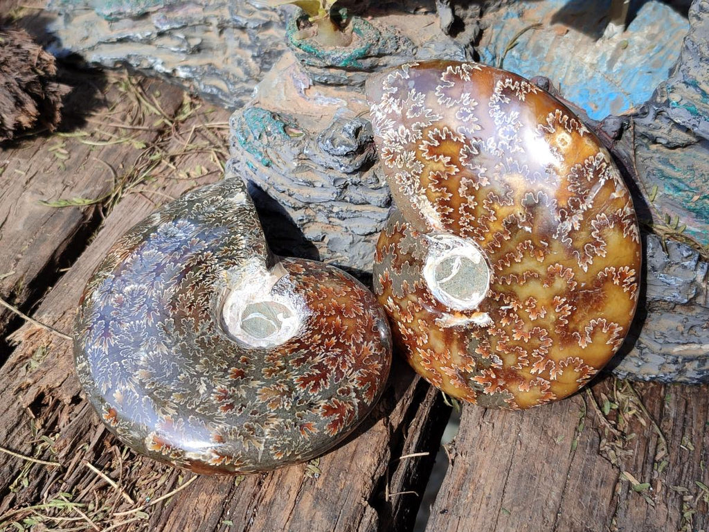 Polished Cleoniceras "Jigsaw" Ammonites with Ammolite Opalisation x 6 From Tulear, Madagascar - Toprock Gemstones and Minerals 