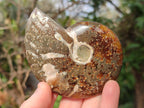 Polished Cleoniceras "Jigsaw" Ammonites with Ammolite Opalisation x 6 From Tulear, Madagascar - Toprock Gemstones and Minerals 