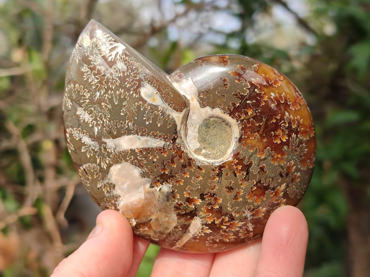 Polished Cleoniceras "Jigsaw" Ammonites with Ammolite Opalisation x 6 From Tulear, Madagascar - Toprock Gemstones and Minerals 