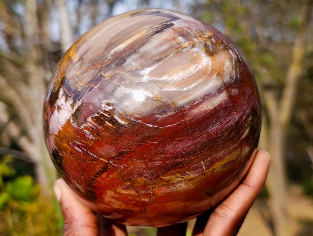 Polished Large Red Podocarpus Petrified Wood Sphere x 1 From Mahajanga, Madagascar - Toprock Gemstones and Minerals 