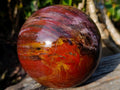 Polished Large Red Podocarpus Petrified Wood Sphere x 1 From Mahajanga, Madagascar - Toprock Gemstones and Minerals 