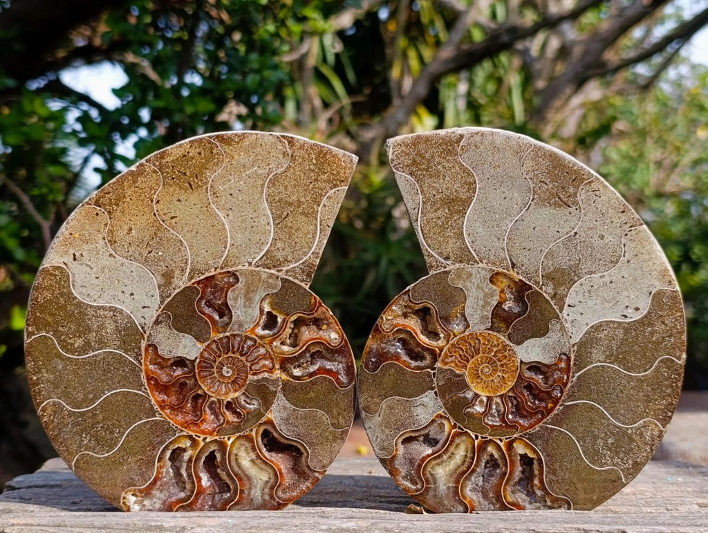 Polished Cleoniceras Ammonite Fossil Pair x 1 From Tulear, Madagascar - Toprock Gemstones and Minerals 