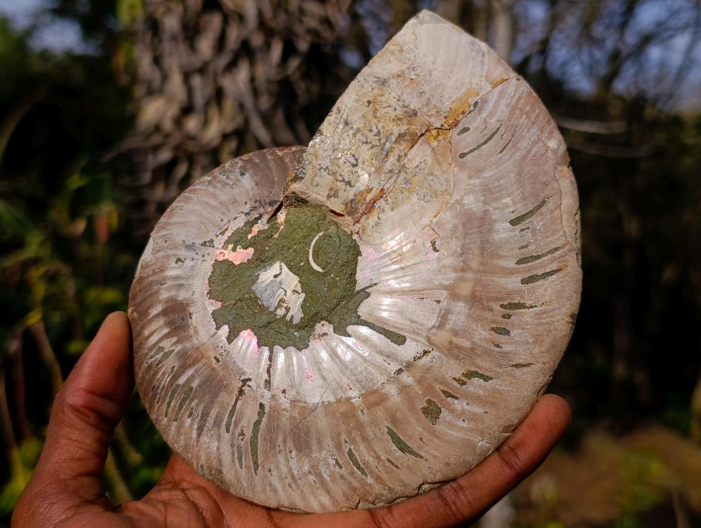 Polished Cleoniceras Ammonite Fossil Pair x 1 From Tulear, Madagascar - Toprock Gemstones and Minerals 