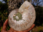 Polished Cleoniceras Ammonite Fossil Pair x 1 From Tulear, Madagascar - Toprock Gemstones and Minerals 