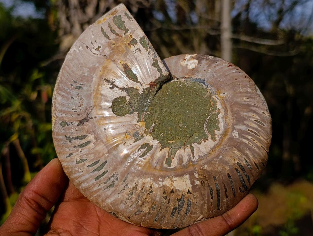 Polished Cleoniceras Ammonite Fossil Pair x 1 From Tulear, Madagascar - Toprock Gemstones and Minerals 