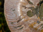 Polished Cleoniceras Ammonite Fossil Pair x 1 From Tulear, Madagascar - Toprock Gemstones and Minerals 
