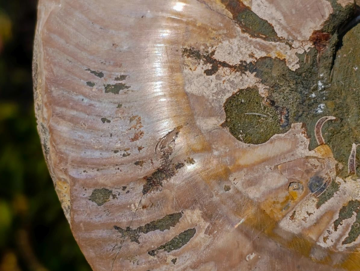 Polished Cleoniceras Ammonite Fossil Pair x 1 From Tulear, Madagascar - Toprock Gemstones and Minerals 
