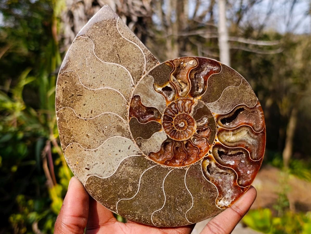 Polished Cleoniceras Ammonite Fossil Pair x 1 From Tulear, Madagascar - Toprock Gemstones and Minerals 