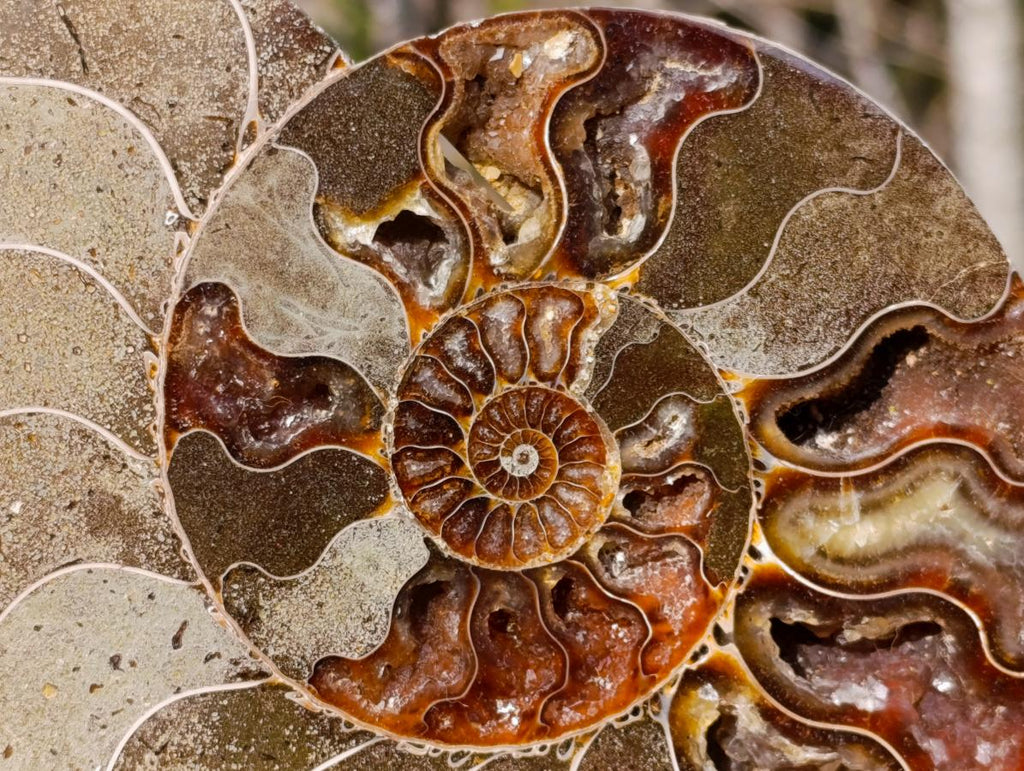 Polished Cleoniceras Ammonite Fossil Pair x 1 From Tulear, Madagascar - Toprock Gemstones and Minerals 