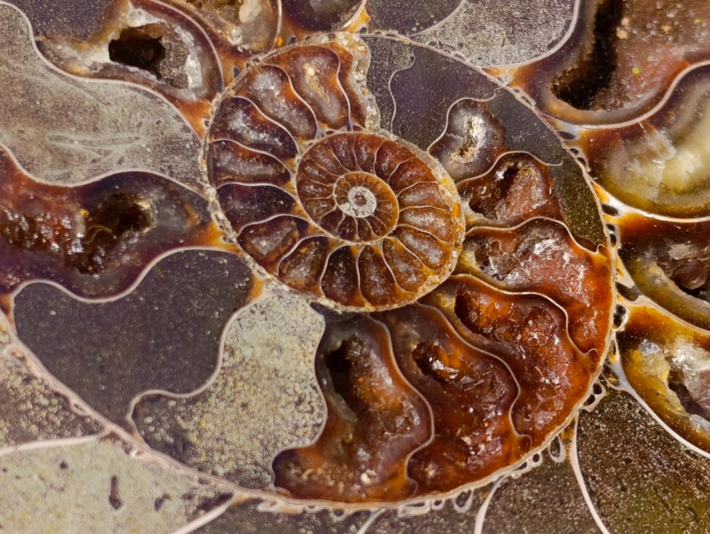 Polished Cleoniceras Ammonite Fossil Pair x 1 From Tulear, Madagascar - Toprock Gemstones and Minerals 