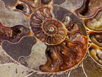 Polished Cleoniceras Ammonite Fossil Pair x 1 From Tulear, Madagascar - Toprock Gemstones and Minerals 