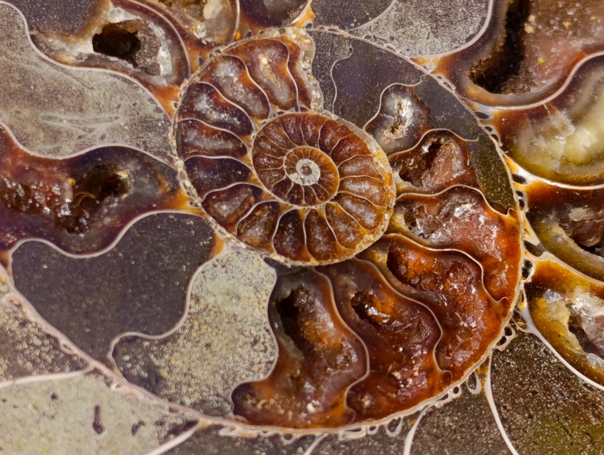 Polished Cleoniceras Ammonite Fossil Pair x 1 From Tulear, Madagascar - Toprock Gemstones and Minerals 