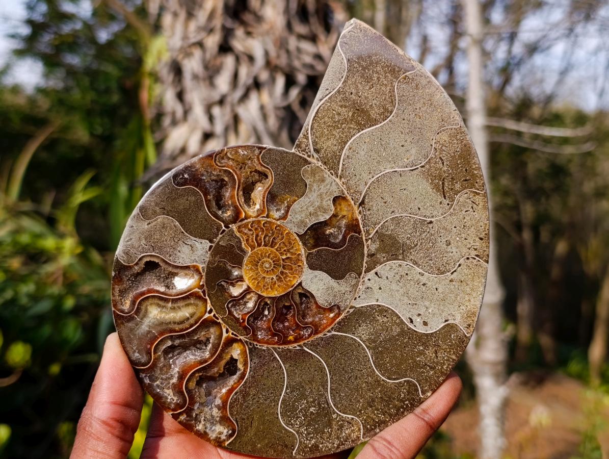 Polished Cleoniceras Ammonite Fossil Pair x 1 From Tulear, Madagascar - Toprock Gemstones and Minerals 