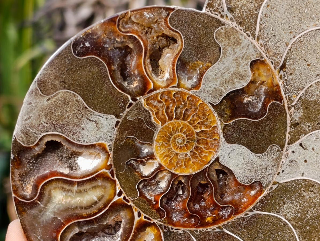 Polished Cleoniceras Ammonite Fossil Pair x 1 From Tulear, Madagascar - Toprock Gemstones and Minerals 
