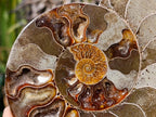 Polished Cleoniceras Ammonite Fossil Pair x 1 From Tulear, Madagascar - Toprock Gemstones and Minerals 