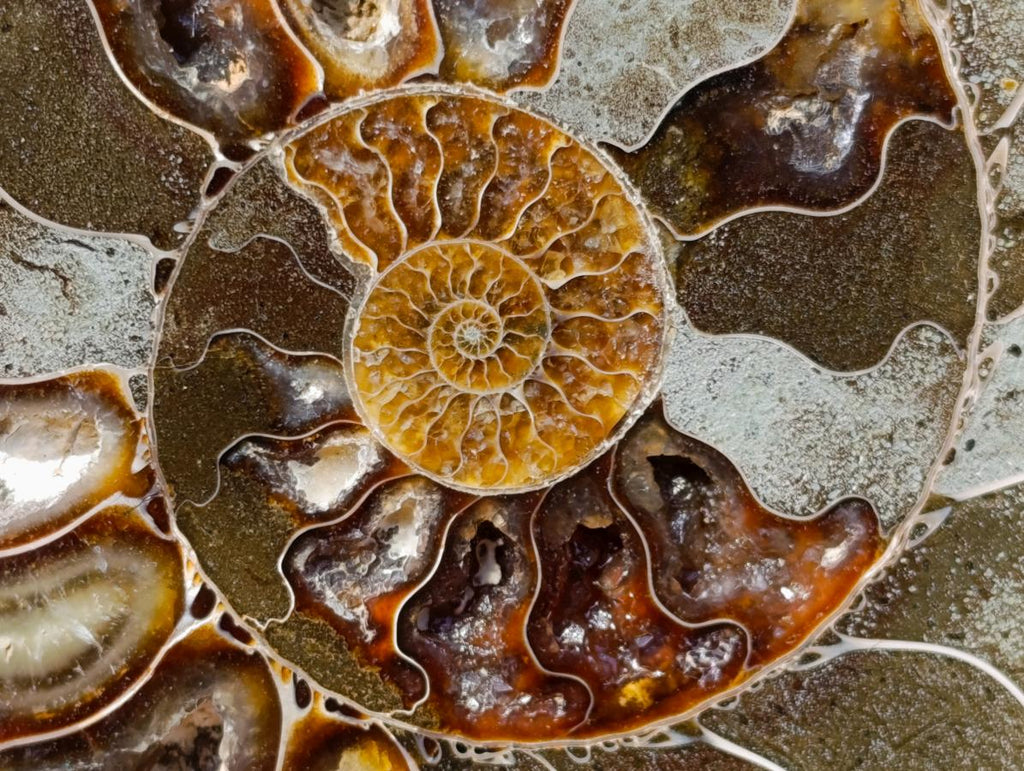 Polished Cleoniceras Ammonite Fossil Pair x 1 From Tulear, Madagascar - Toprock Gemstones and Minerals 