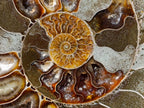 Polished Cleoniceras Ammonite Fossil Pair x 1 From Tulear, Madagascar - Toprock Gemstones and Minerals 