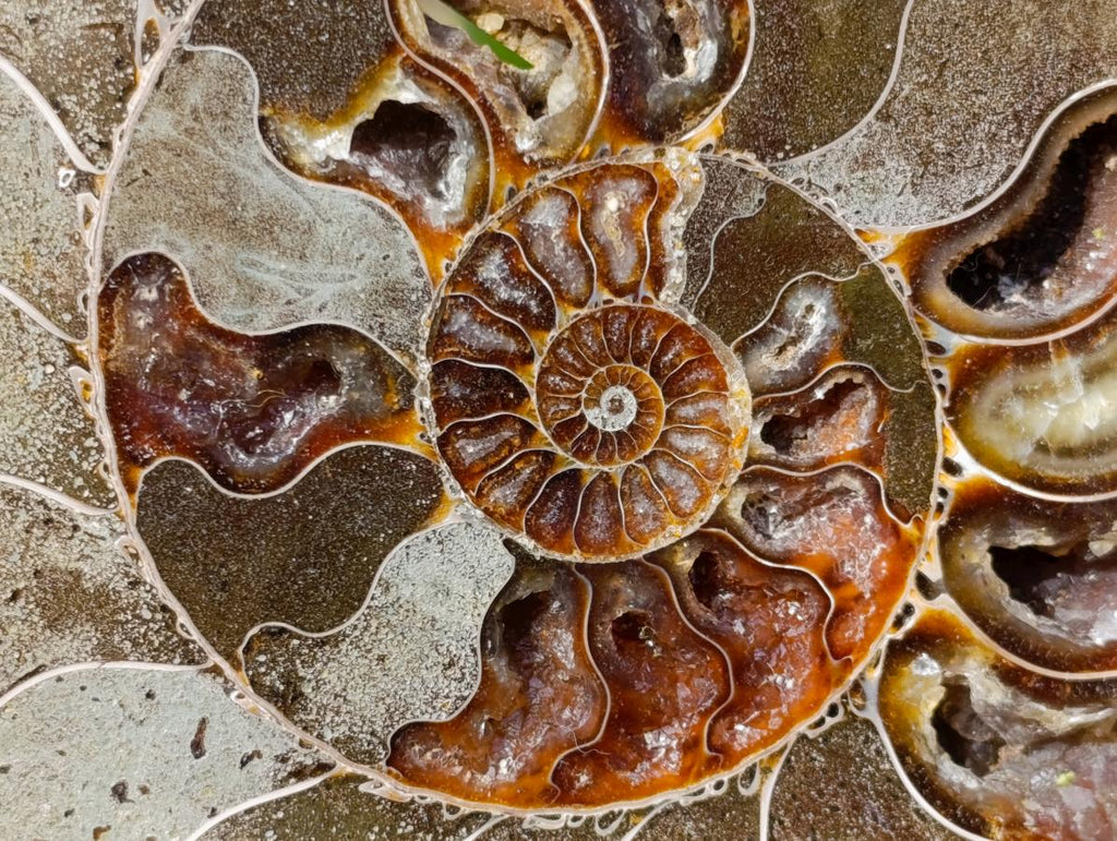 Polished Cleoniceras Ammonite Fossil Pair x 1 From Tulear, Madagascar - Toprock Gemstones and Minerals 