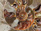 Polished Cleoniceras Ammonite Fossil Pair x 1 From Tulear, Madagascar - Toprock Gemstones and Minerals 