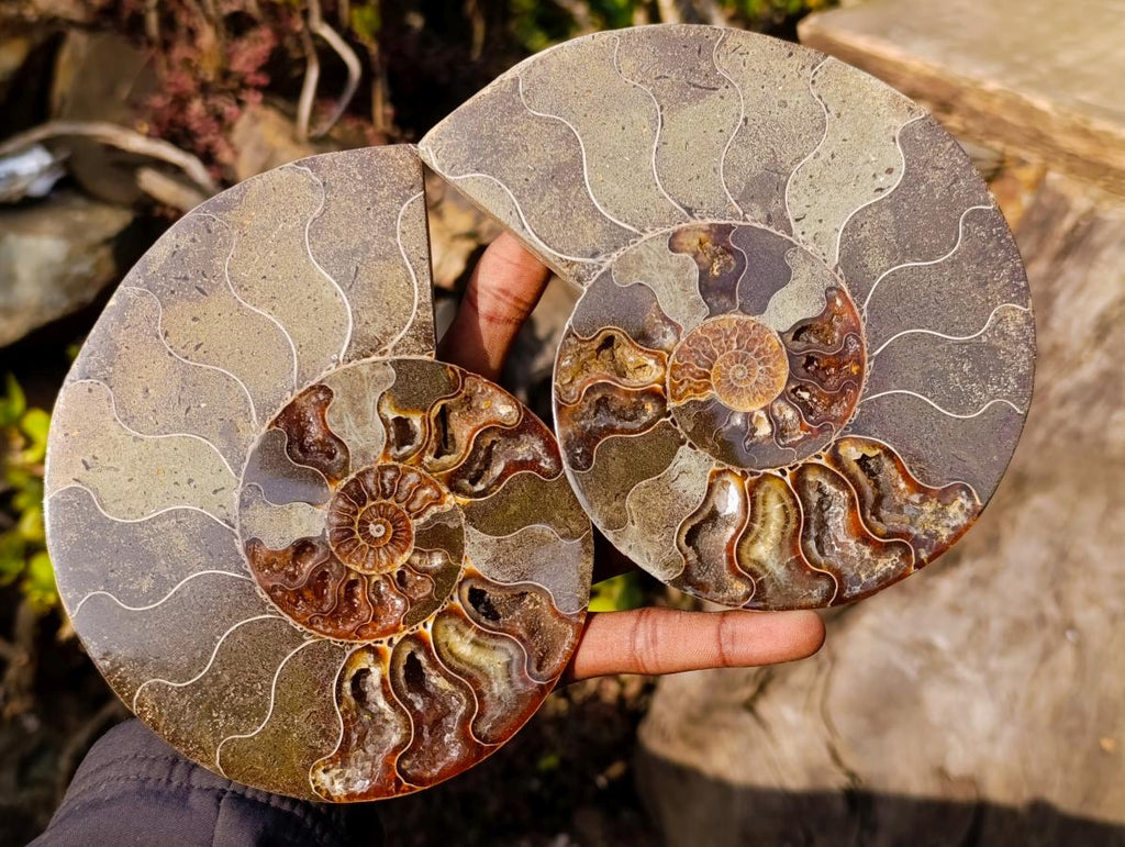Polished Cleoniceras Ammonite Fossil Pair x 1 From Tulear, Madagascar - Toprock Gemstones and Minerals 