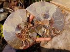 Polished Cleoniceras Ammonite Fossil Pair x 1 From Tulear, Madagascar - Toprock Gemstones and Minerals 