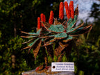 Hand Made Large Twin Gemstone Aloe Stone Art Display Pieces x 2 From South Africa - Toprock Gemstones and Minerals 