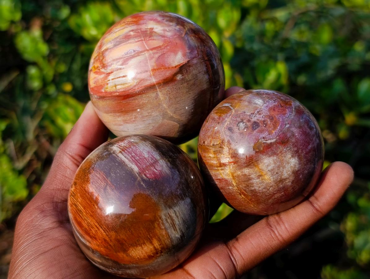 Polished Red Podocarpus Petrified Wood Spheres x 6 From Mahajanga, Madagascar - Toprock Gemstones and Minerals 