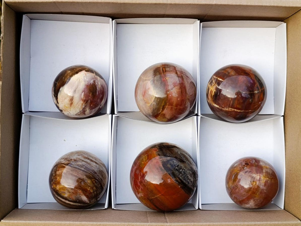 Polished Red Podocarpus Petrified Wood Spheres x 6 From Mahajanga, Madagascar - Toprock Gemstones and Minerals 