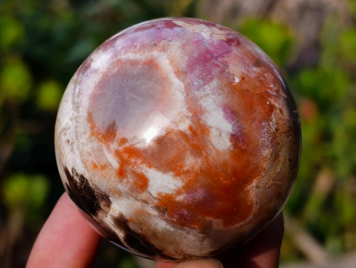 Polished Red Podocarpus Petrified Wood Spheres x 6 From Mahajanga, Madagascar - Toprock Gemstones and Minerals 