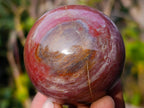 Polished Red Podocarpus Petrified Wood Spheres x 6 From Mahajanga, Madagascar - Toprock Gemstones and Minerals 