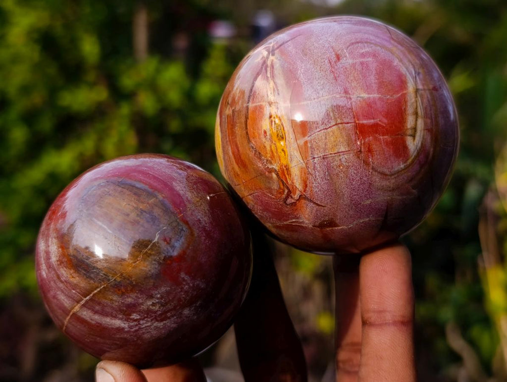 Polished Red Podocarpus Petrified Wood Spheres x 6 From Mahajanga, Madagascar - Toprock Gemstones and Minerals 