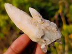 Natural Drusy Quartz Coated "Cock Spur" Calcite Crystals x 12 From Albert's Mountain, Lesotho - Toprock Gemstones and Minerals 