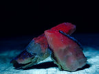 Natural Drusy Quartz Coated "Cock Spur" Calcite Crystals x 12 From Albert's Mountain, Lesotho - Toprock Gemstones and Minerals 