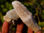 Natural Drusy Quartz Coated "Cock Spur" Calcite Crystals x 12 From Albert's Mountain, Lesotho - Toprock Gemstones and Minerals 