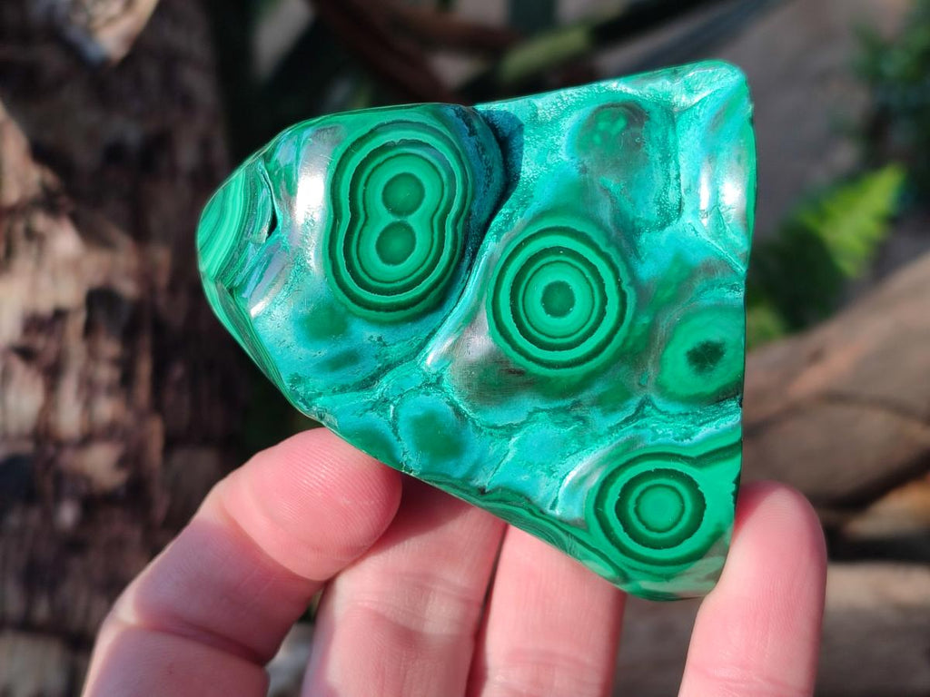 Polished Malacolla Free Forms x 6 From Kulukuluku, Congo