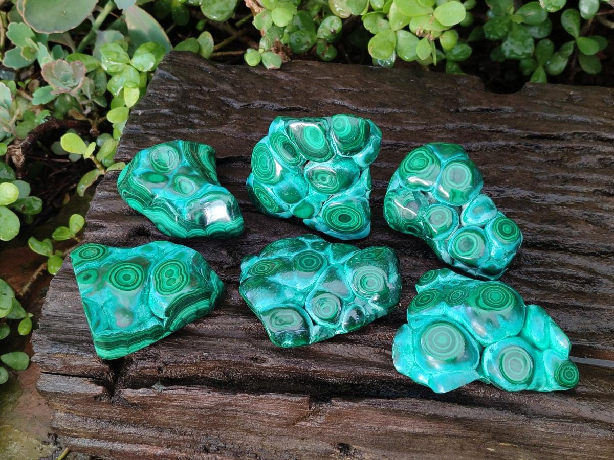 Polished Malacolla Free Forms x 6 From Kulukuluku, Congo