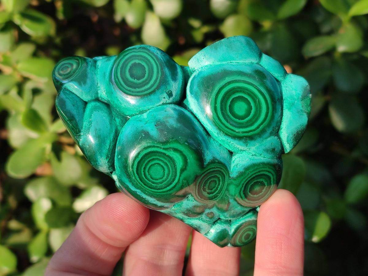 Polished Malacolla Free Forms x 6 From Kulukuluku, Congo