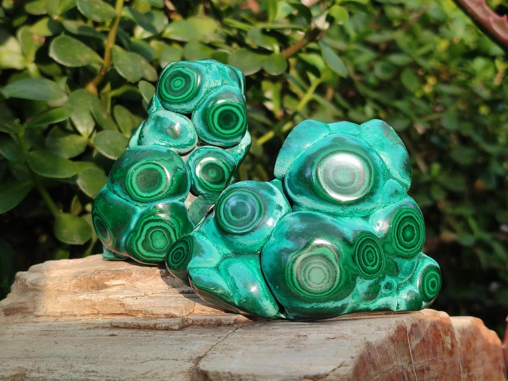 Polished Malacolla Free Forms x 6 From Kulukuluku, Congo