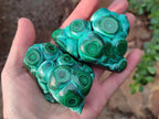 Polished Malacolla Free Forms x 6 From Kulukuluku, Congo