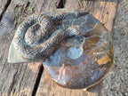 Hand Made Large Cleoniceras Ammonite Fossil Snake Carving x 1 From Tulear, Madagascar