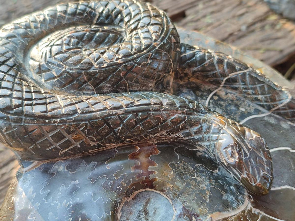 Hand Made Large Cleoniceras Ammonite Fossil Snake Carving x 1 From Tulear, Madagascar