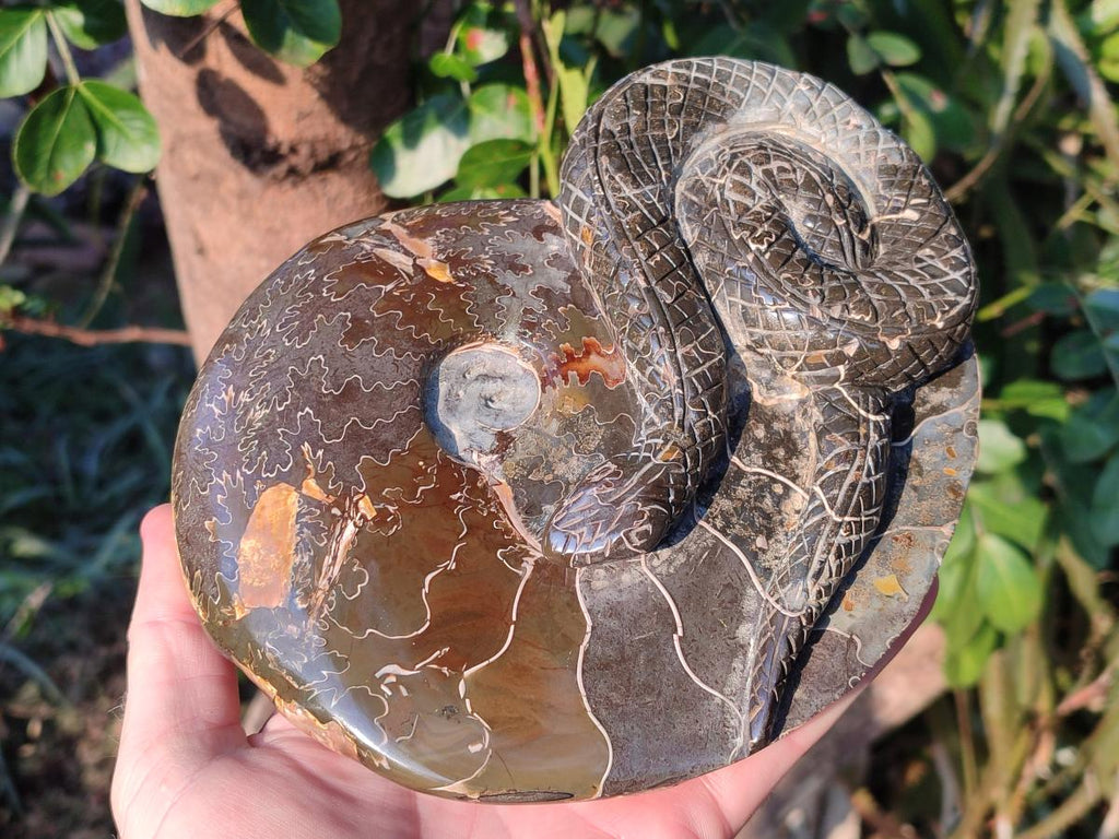 Hand Made Large Cleoniceras Ammonite Fossil Snake Carving x 1 From Tulear, Madagascar
