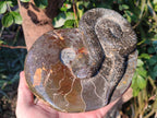 Hand Made Large Cleoniceras Ammonite Fossil Snake Carving x 1 From Tulear, Madagascar