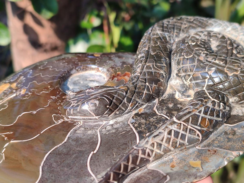 Hand Made Large Cleoniceras Ammonite Fossil Snake Carving x 1 From Tulear, Madagascar