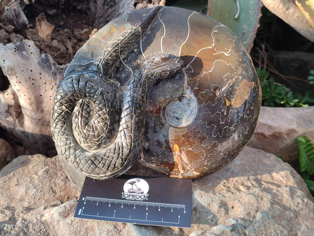 Hand Made Large Cleoniceras Ammonite Fossil Snake Carving x 1 From Tulear, Madagascar