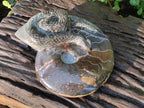Hand Made Large Cleoniceras Ammonite Fossil Snake Carving x 1 From Tulear, Madagascar