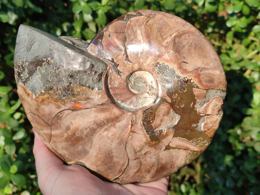 Hand Made Large Cleoniceras Ammonite Fossil Snake Carving x 1 From Tulear, Madagascar