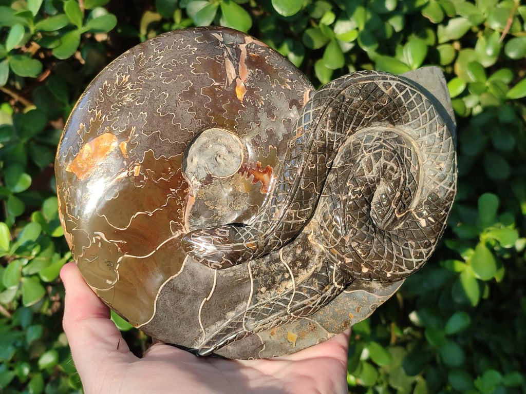 Hand Made Large Cleoniceras Ammonite Fossil Snake Carving x 1 From Tulear, Madagascar