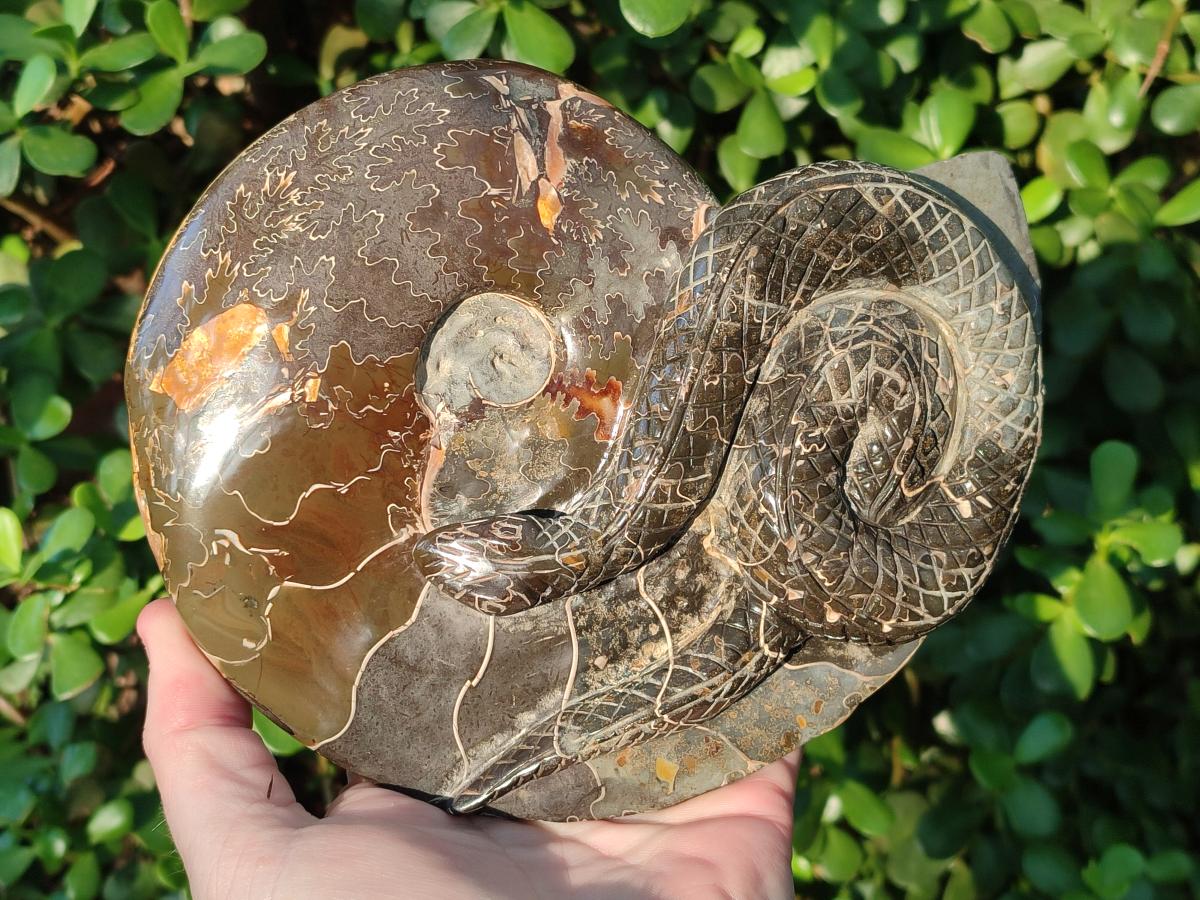 Hand Made Large Cleoniceras Ammonite Fossil Snake Carving x 1 From Tulear, Madagascar