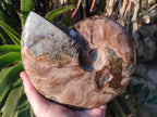 Hand Made Large Cleoniceras Ammonite Fossil Snake Carving x 1 From Tulear, Madagascar